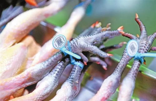 芜湖423个活禽交易摊位月底完成改造，家禽交易迈向规范化管理