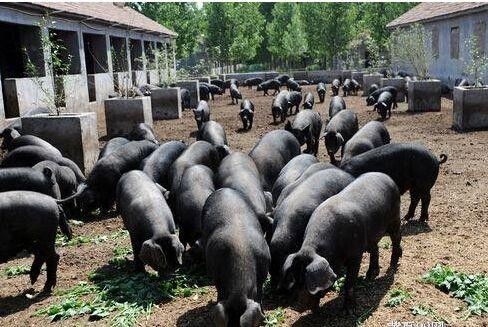 镇江市畜牧师考试报名时间及报名地址详解（含家禽相关）