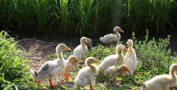 家禽养殖前的关键考察要素 系统规划助您成功起步