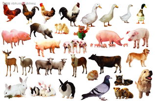 家禽养殖的证件及常见家禽种类介绍