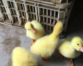 赵氏家禽四川大白种鹅的饲养与品种优势