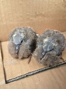 家禽的定义与常见种类