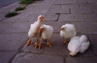 家禽鸡大肠杆菌病的治疗方法与用药指南