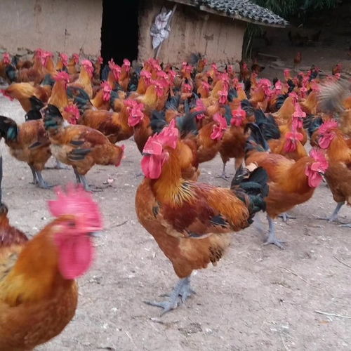 青脚麻鸡苗养殖与批发全攻略