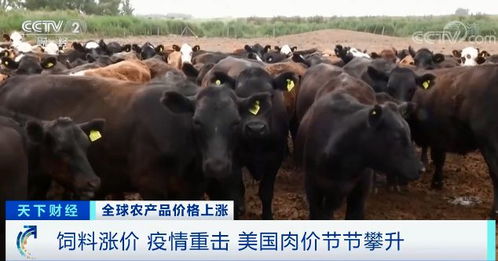 餐桌上的危机 从“葱荒”到粮价飙升，民众如何应对生活成本上涨