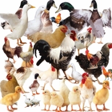 家禽 人类文明中的亲密伙伴与重要资源