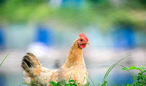 归田园 65岁肝硬化老人的自救之路