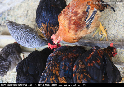 镜头下的乡土印记 用摄影定格土鸡的生命力
