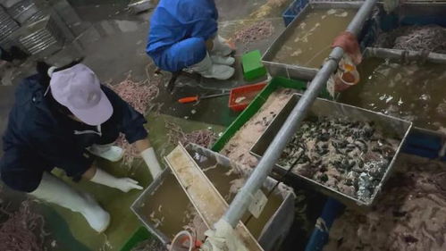 火锅餐桌上的警示 家禽食品安全最新通报引关注