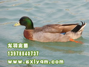 家禽产业链中的关键一环 家禽批发与供应及商务平台的应用