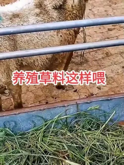 家禽科学养殖小妙招 提升畜牧业与水产养殖效益的实践指南