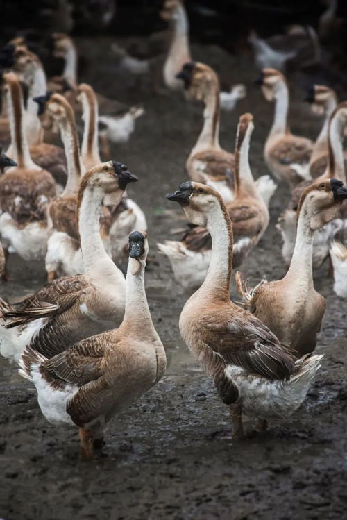 从“后院配角”到“冬日顶流” 被低估的鹅，如何征服中国人的胃与心
