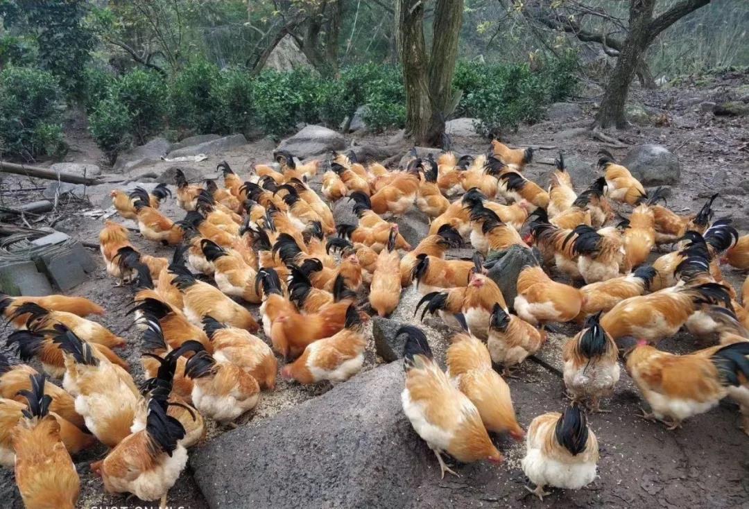 封开杏花鸡 岭南佳味，政府护航的“鸡中明珠”